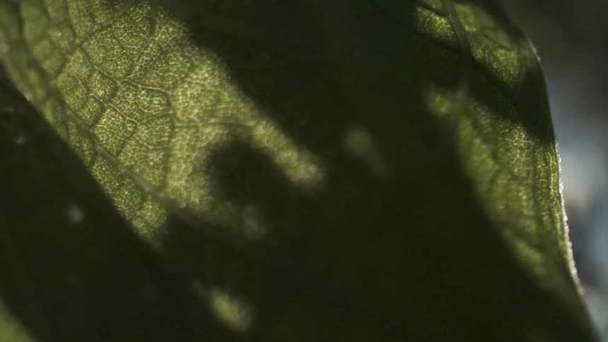 This is an extreme closeup video of a green leaf with sunlight shining through to highlight the detailed texture of its veinsthe contrast between the brightly lit veins and the dark shadows suggests movement or the casting of shadows from other objec
