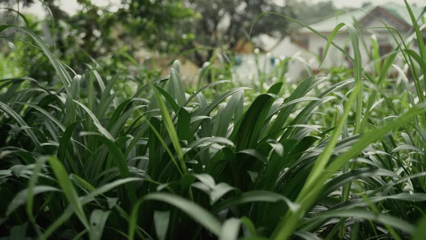Sunlight shines on grass and plants in front of neighborhood houses