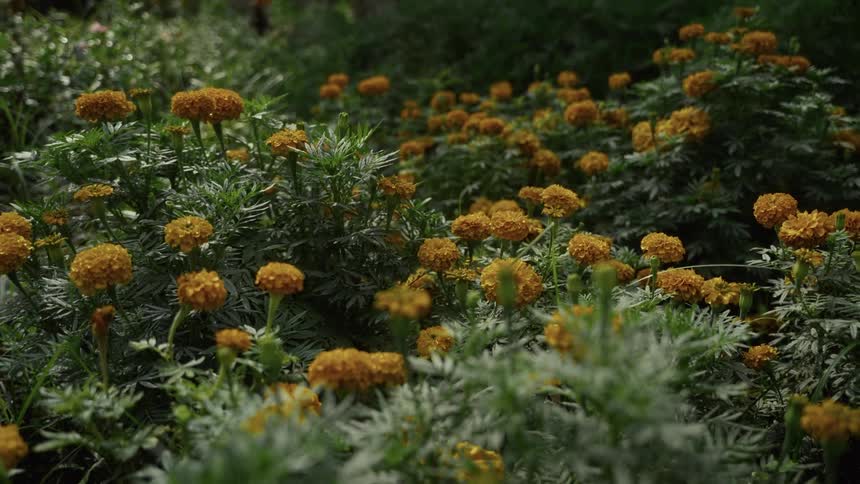 A vibrant field of dense orange marigold flowers with lush green foliage gently sways in the wind under bright outdoor lighting