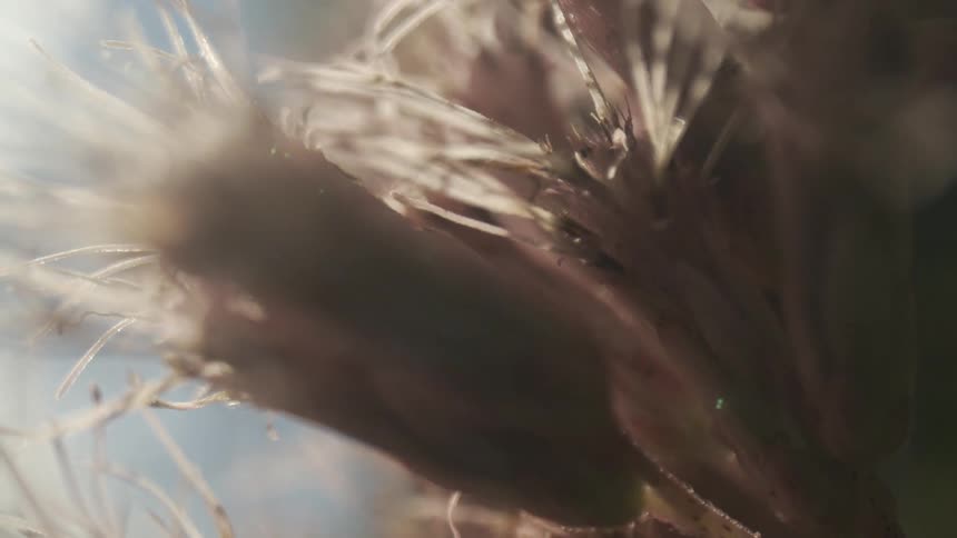 A macro view of a dry seed head with fine white hairs is bathed in bright sunlight with lens flare against a pale blue background