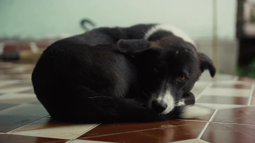 A static lowangle shot captures a black and white dog curled on a tiled floor slowly lifting its head to look directly at the lens
