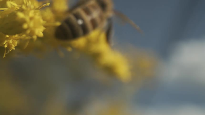 A bee on a flower on a sunny day