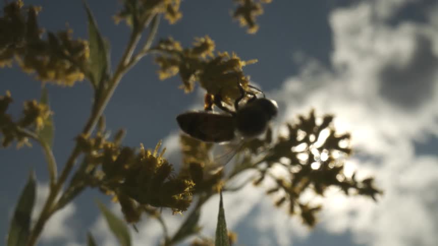 The silhouette of a bee actively crawling and feeding on a cluster of small yellow flowers while the sun shines brightly from behind the blossoms against a blue sky with scattered white clouds