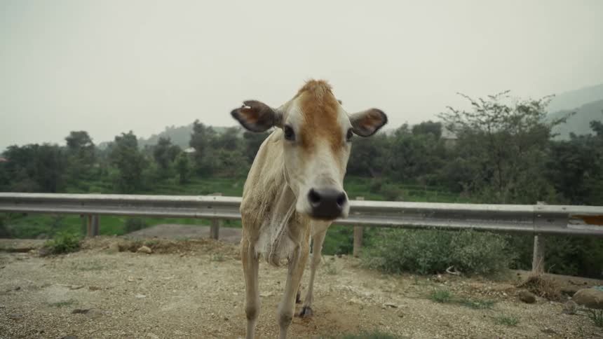 A light brown cow stands up from a sitting position on the gravel roadside looking directly at the camera with a guardrail and trees in the background