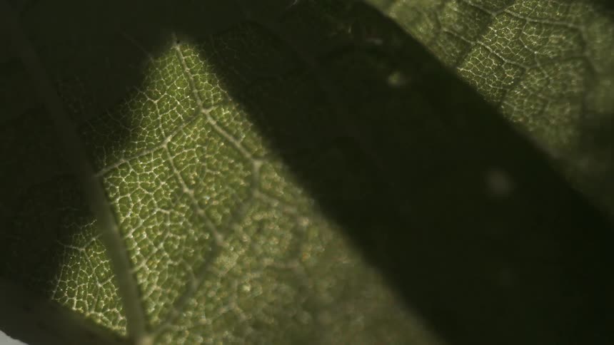 Green leaf in closeup reveals vein network under contrasting light and shadow