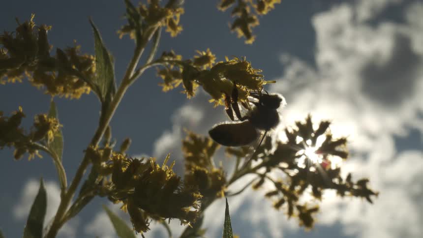 A closeup lowangle shot shows a honeybee mostly silhouetted by the bright sun behind it clinging to a cluster of small yellow flowers and foraging against a background of blue sky and white clouds