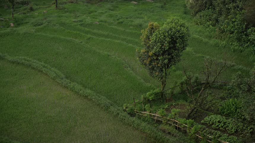 A tree growing out in a field of grass