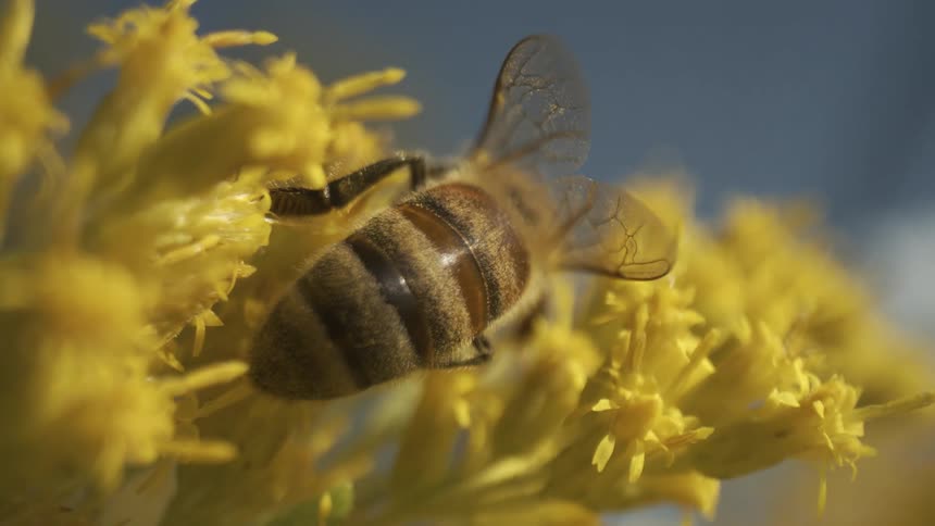The bee is crawling on the yellow flower