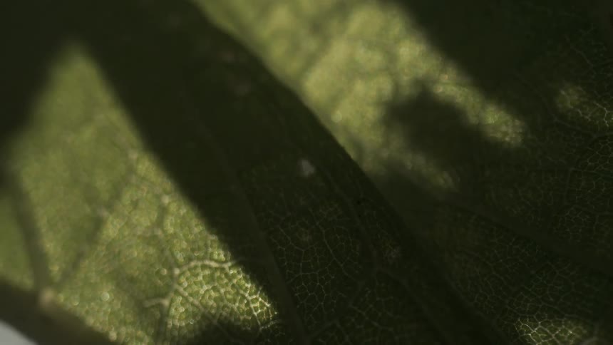 Green leaf displays vein network lit by soft light in natural detail