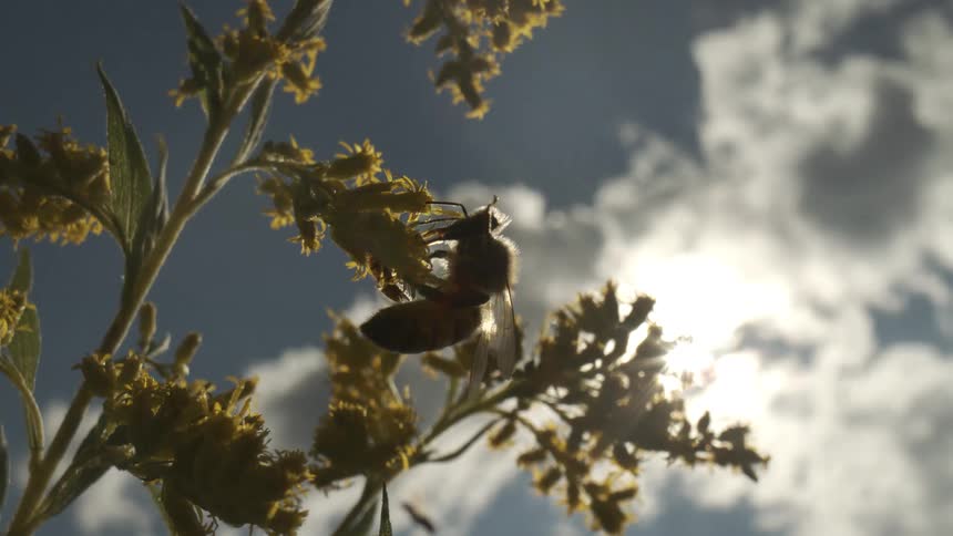 Bee clings to a flower and moves around collecting pollen