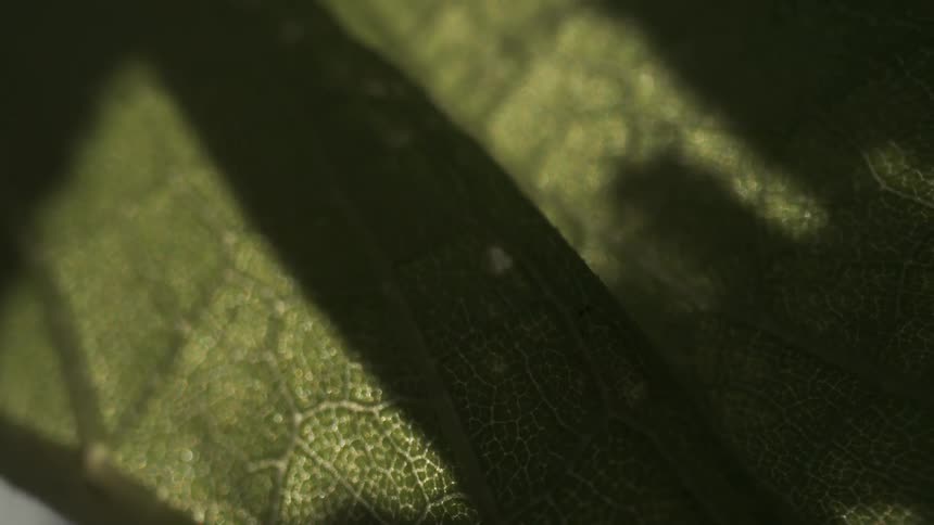 A light is causing a leaf to cast a shadow on another leaf of a plant