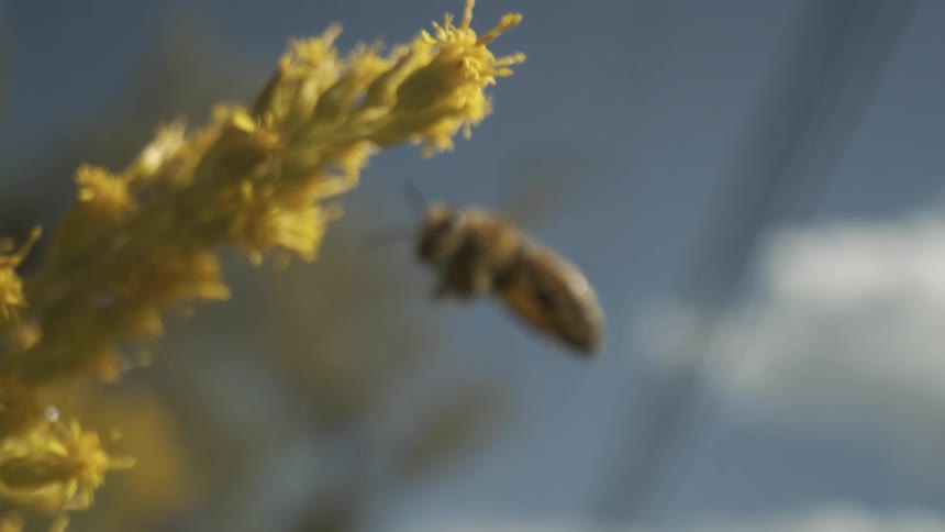 Bee clings to a flower collecting pollen and flies away