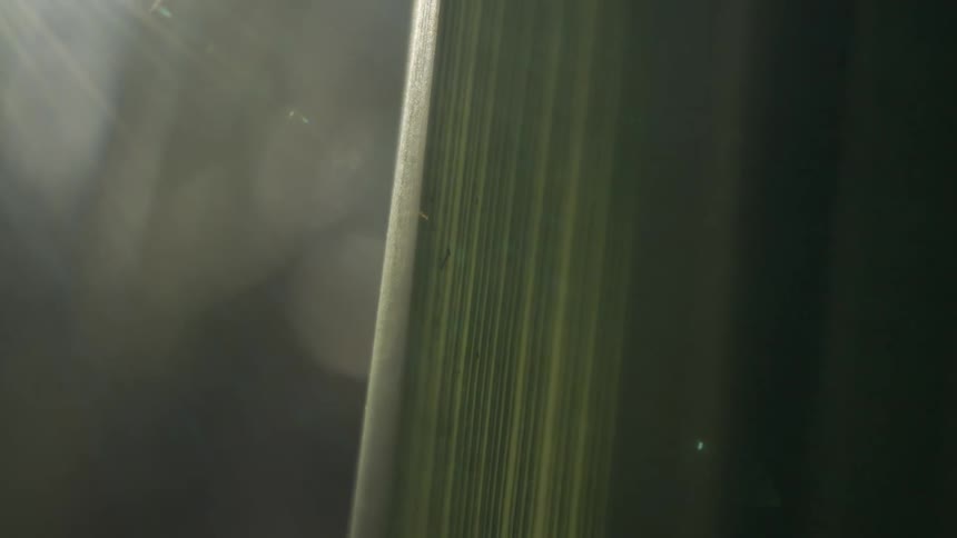 Leaves illuminated by a soft beam of light amid the shade