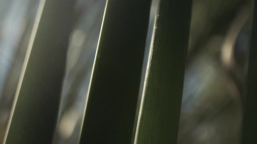 Elongated leaves appear in closeup with soft light in the background