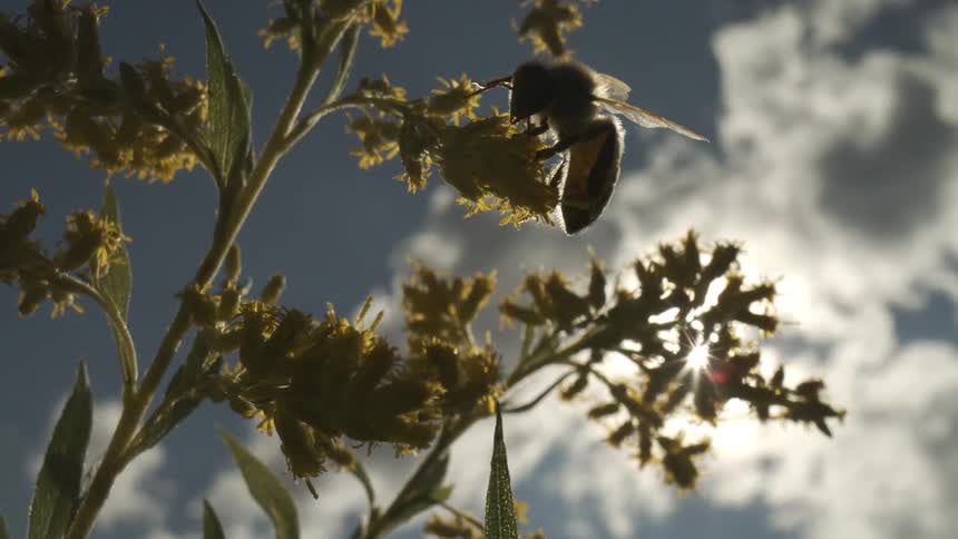 Bee clings to a flower and moves around collecting pollen