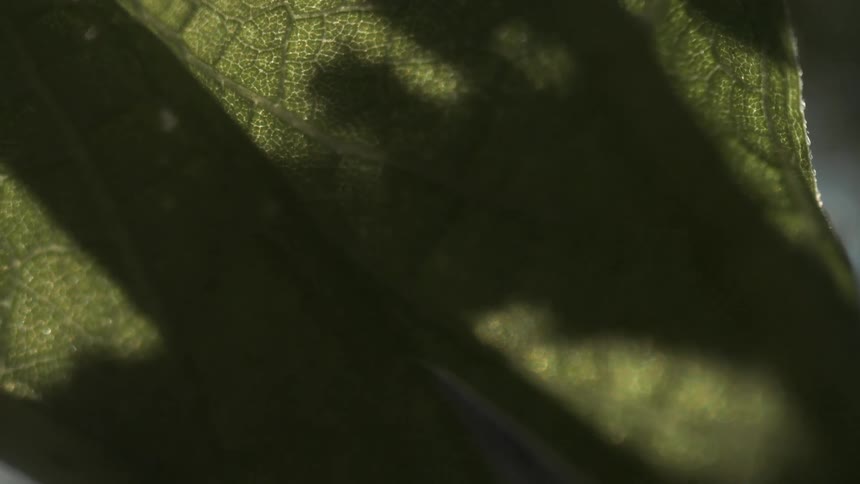 Sunlight shines through the intricate veins of a green leaf before flaring brightly from behind the stem
