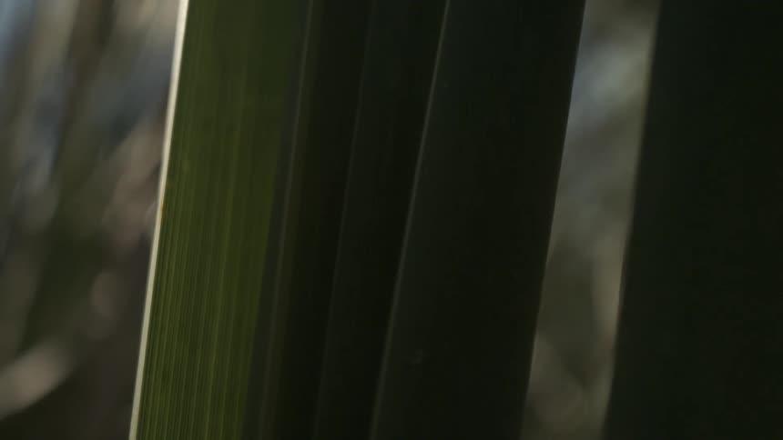 Dark leaves appear in closeup under soft light