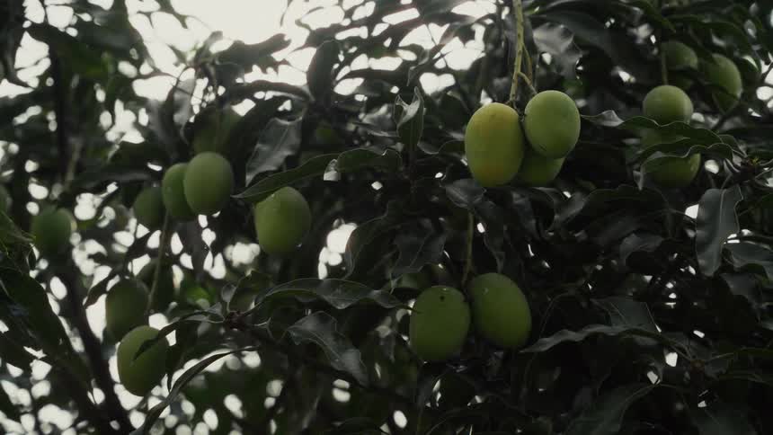A lowangle handheld shot looks up at clusters of green mangoes hanging from a tree gently swaying in the breeze amidst dense dark foliage