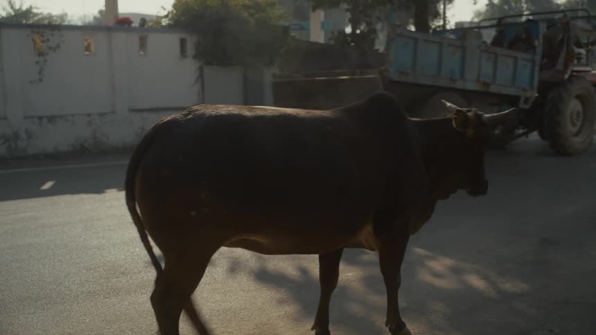 A cow walks along the street at midday while a tractor drives past on the road