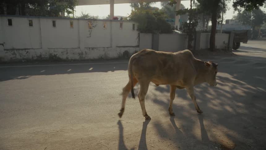The cows walk on the road behind the moving truck