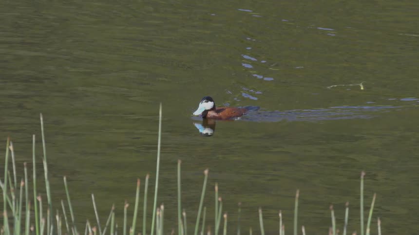A duck swims across the surface of a river at midday then dives beneath the water