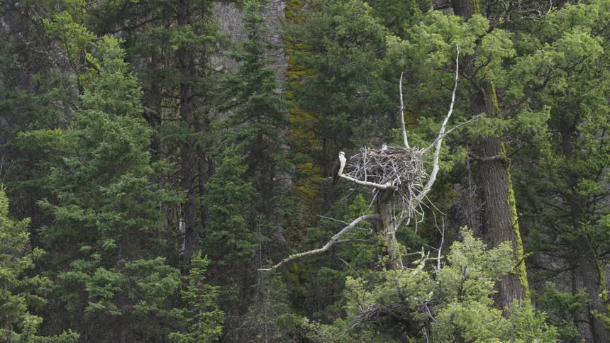 A bird perched by its nest