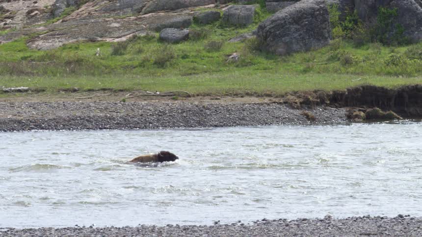 A bison swims in a river