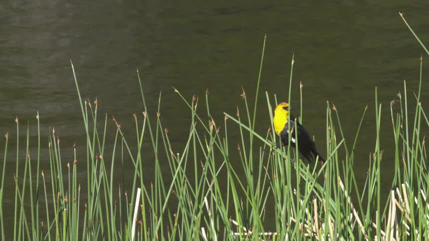 A static shot captures a black bird with a yellow head perched on tall green reeds before it quickly flies out of the frame to the right