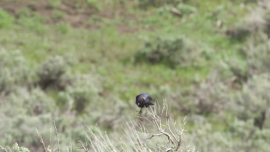 A static shot captures a black bird perched on a dry branch against a blurred green background before it abruptly dives down and flies out of view