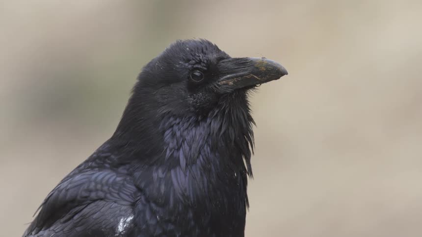 Raven in closeup reveals glossy black plumage and strong beak against blurred background