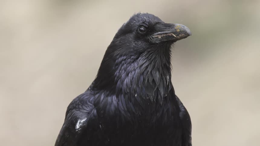 A black raven stands at midday gazing attentively at its surroundings