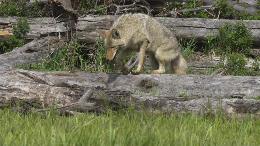 A coyote walks over some large logs