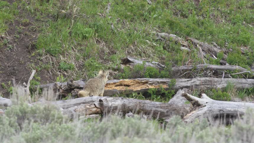 Coyote stands on fallen log in grassy area with dense vegetation and scattered wood
