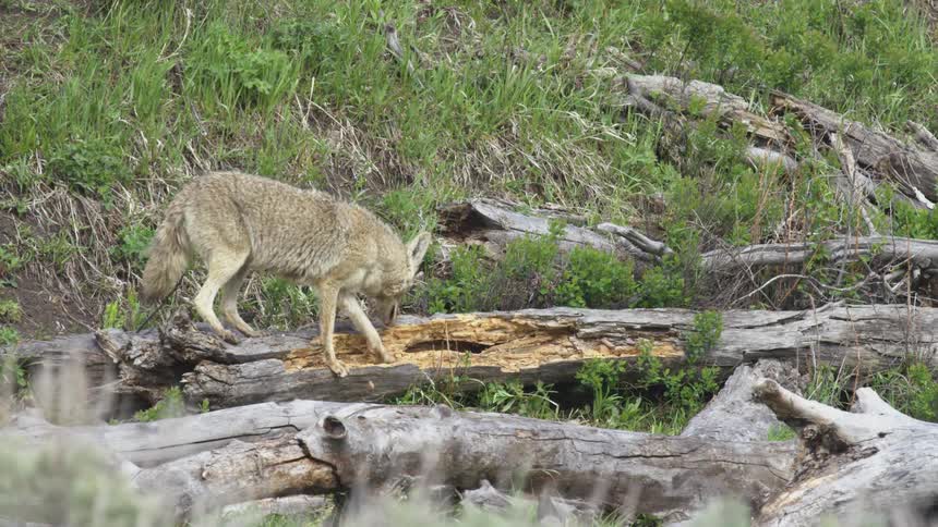 A static shot observes a coyote balancing on a fallen log while sniffing and scratching at the decaying wood in a grassy area