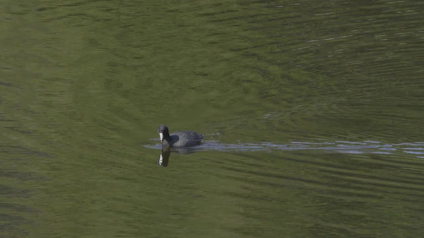 A duck swims across a lake at midday then dives deep beneath the waters surface