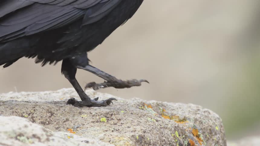 A close view focuses on the black taloned feet of a large crow or raven as it walks away across a lichen covered rock