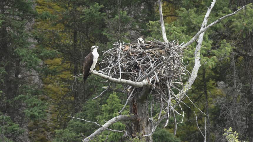 A bird sits beside its nest on a tree in the jungle at midday watching over its chick