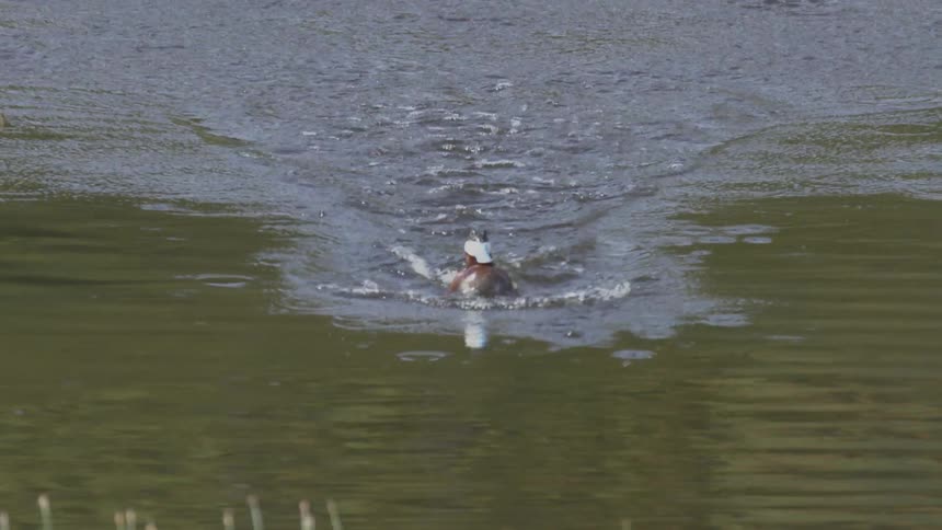 A static shot centers on a duck swimming in green water as it vigorously splashes its wings and body before settling back into a calm paddle