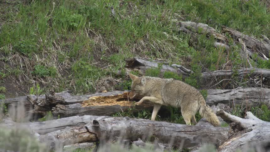 A fox eating food out of a log