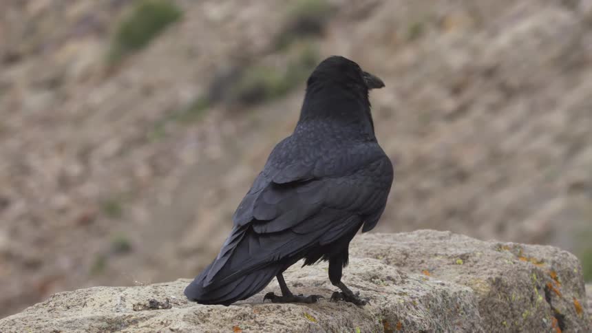 A static closeup shot captures a black raven perched on a rough rock turning its head to look away and then back again against a blurred background