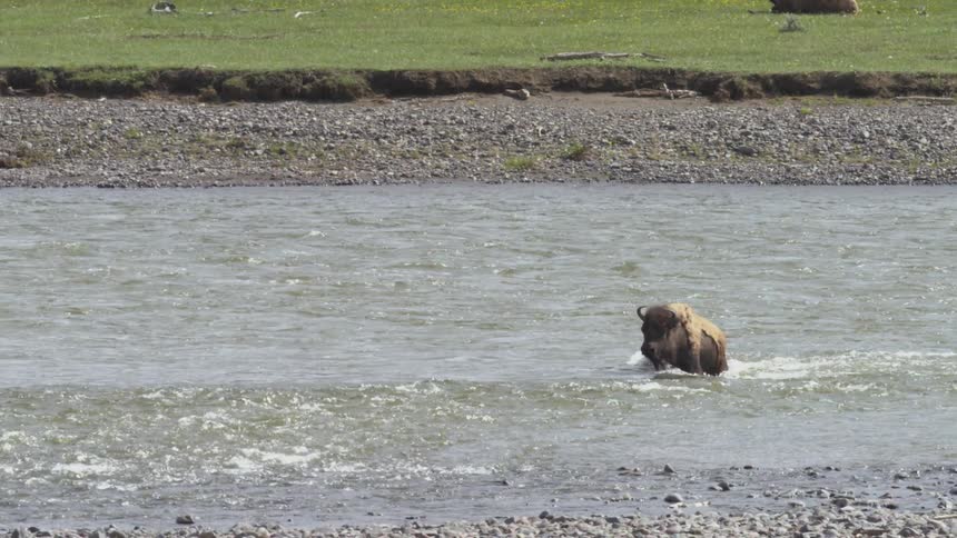 Bison crossing a shallow river with a grassy bank in the background in a tranquil natural setting