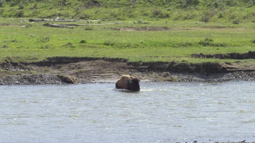A brown bison is wading in a wide shallow river with banks of green grass and dirt visible under bright sunlight