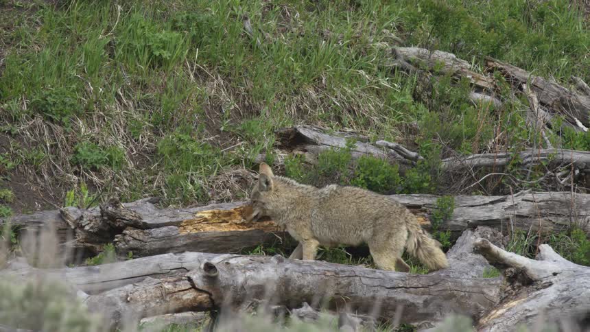 Coyotes bite through fallen tree trunks sniffing out the wood