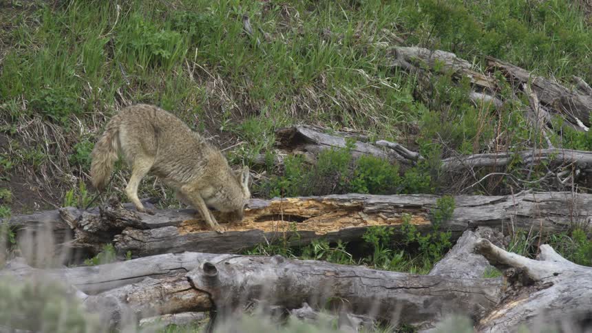 A medium shot shows a light brown coyote walking onto a fallen rotting log and then stopping to sniff intently at the exposed yellow wood in a grassy wilderness area covered with dead trees