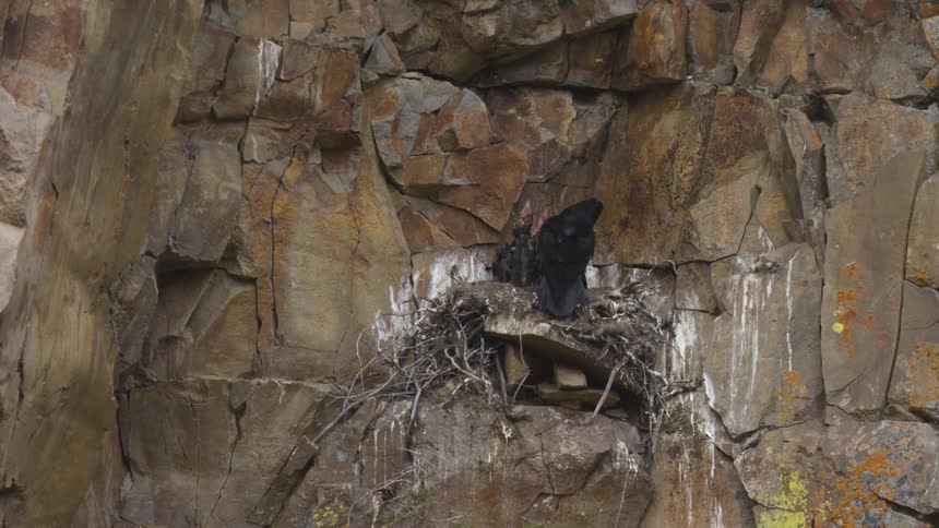 Black bird rests in a nest of branches with chicks among rocky crevices with earthy tones