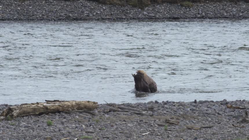 A cow floats down a river then stands up and walks