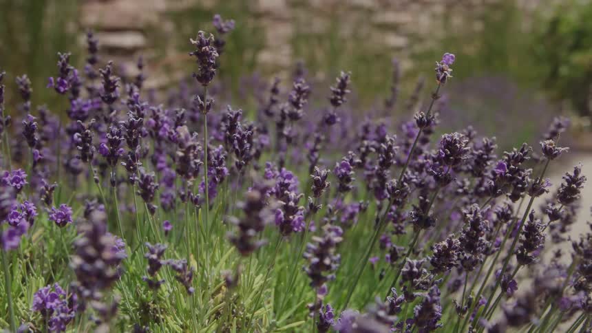 A close view of vibrant purple lavender flowers and green stalks swaying gently in a garden patch in soft sunlight