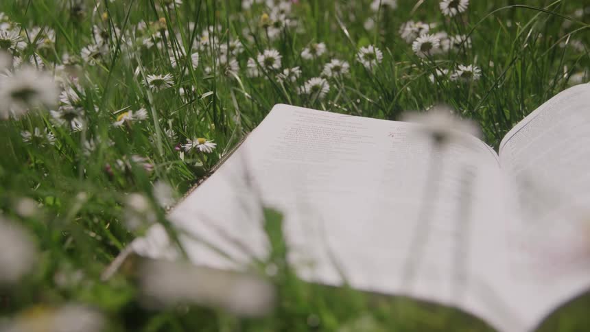 The wind is making the pages of a book turn in a field of flowers