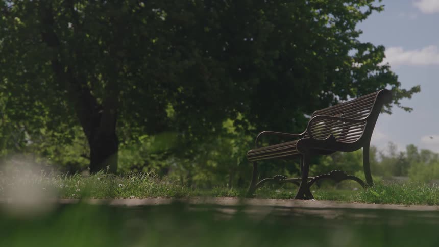 A lone park bench is near lush green trees under a blue sky