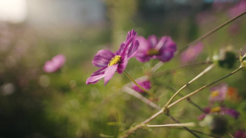Closeup of a purple pink cosmos flower in a sunny garden